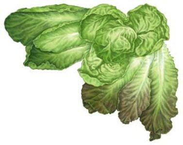 All About Growing Lettuce Image
